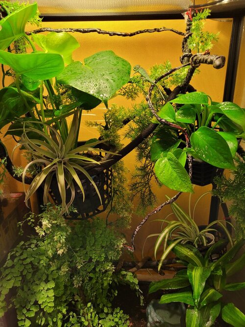 Ivy 27 Jan 2021.3.jpg