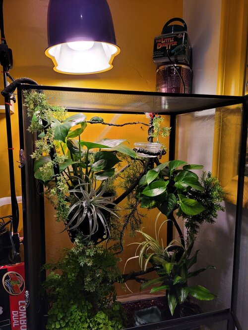 Ivy 28 Jan 2021.1.jpg