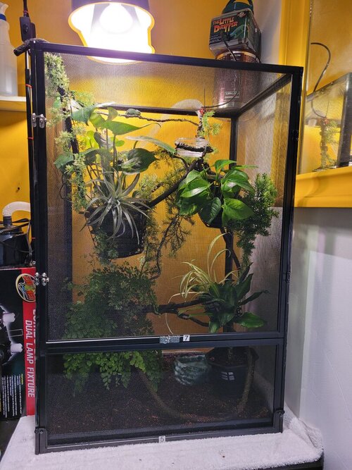 Ivy 28 Jan 2021.2.jpg