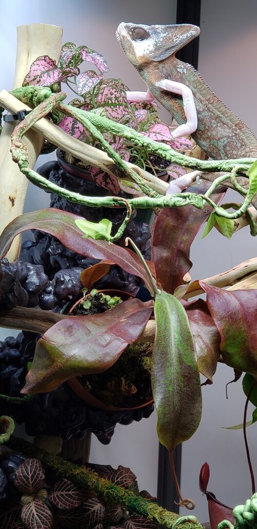 Face with polka dot.jpg