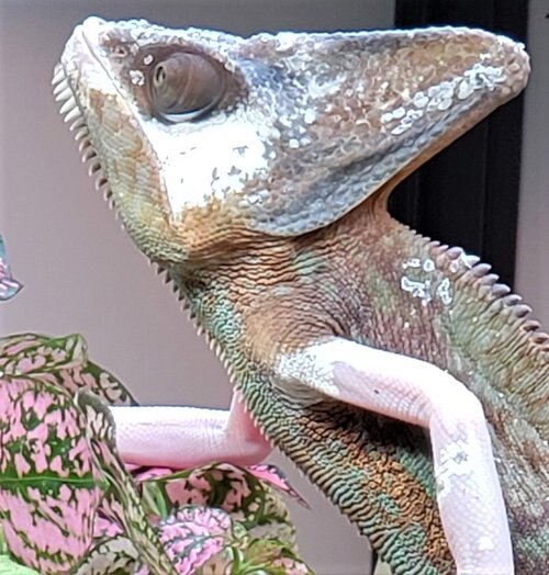 Face with polka dot crop.jpg