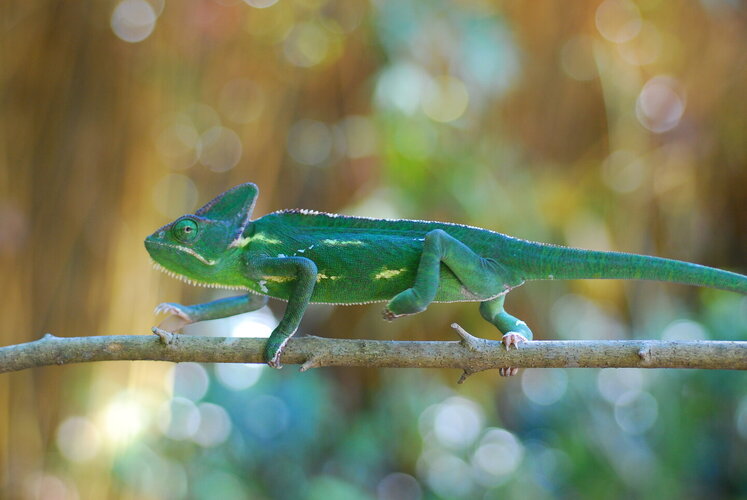 02152021cams 010.JPG