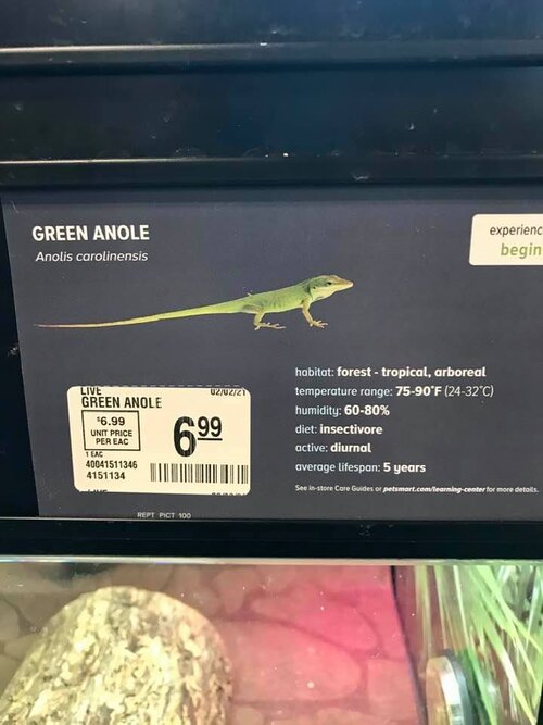 anole.jpg