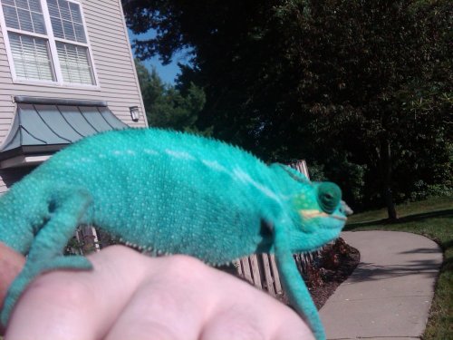 blue5.jpg