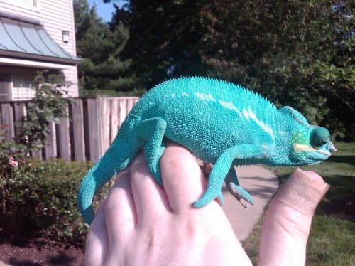 blue3.jpg
