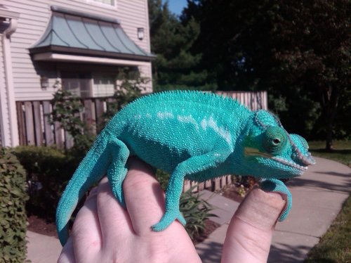 blue2.jpg