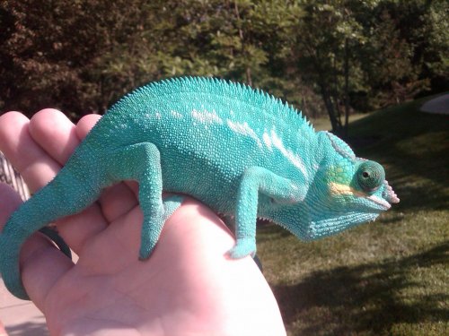 blue1.jpg