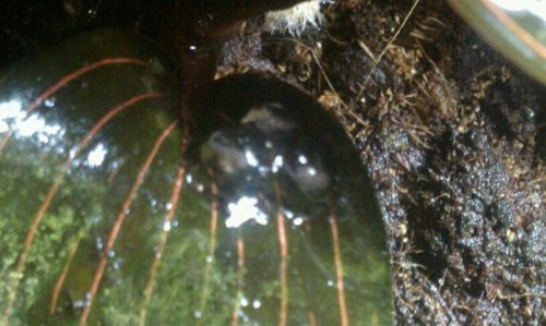 leuc eggs.jpg