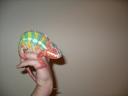 Pictures 2010 015.jpg