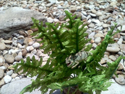 20110704125046.jpg