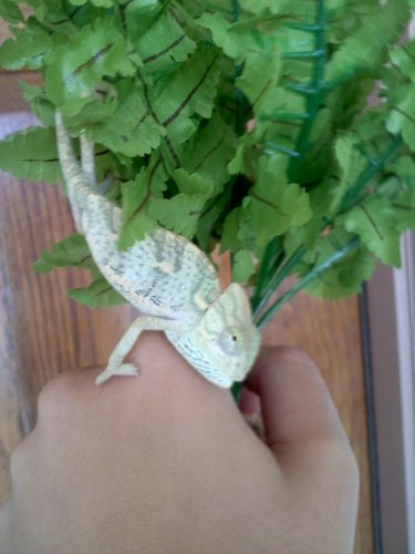 20110704125214.jpg