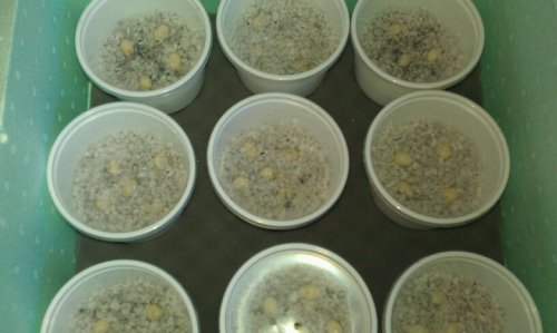 Cammie's Eggs.jpg