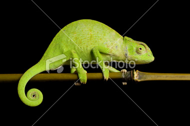 Senegal.jpg