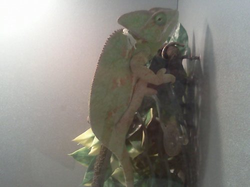 Female chameleon 1.jpg
