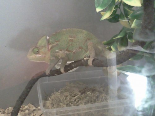 Female chameleon 3.jpg