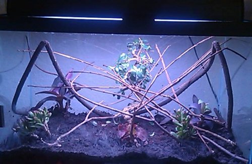 20 gallon cham.jpg