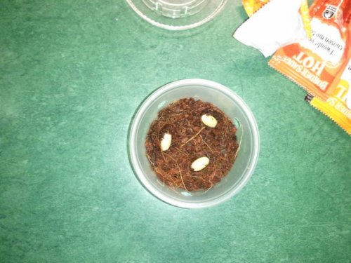 eggs 2.jpg