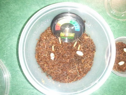 pygmy eggs 1.jpg