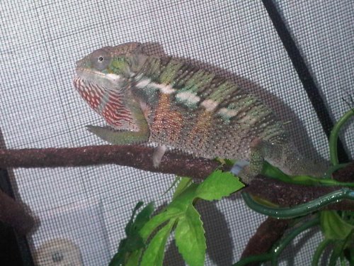 IMG00871-20110629-0910.jpg