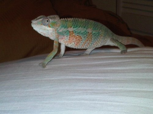 IMG00917-20110707-1839.jpg