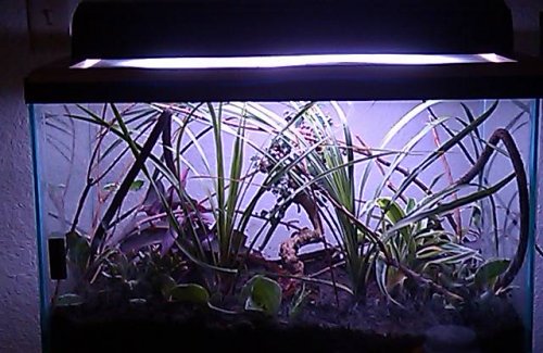 20 gallon update.jpg