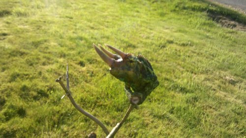 2011-06-22_19-13-49_554.jpg