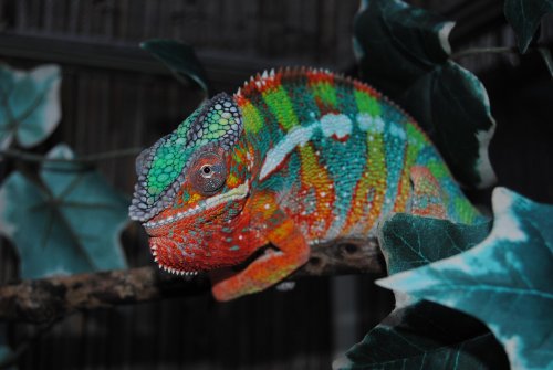 DSC_0448.jpg