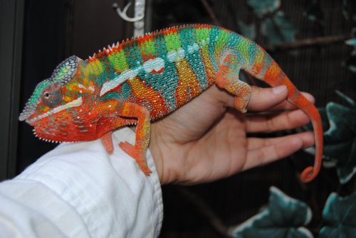 DSC_0461.jpg