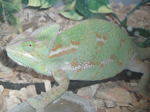 female chameleon.jpg
