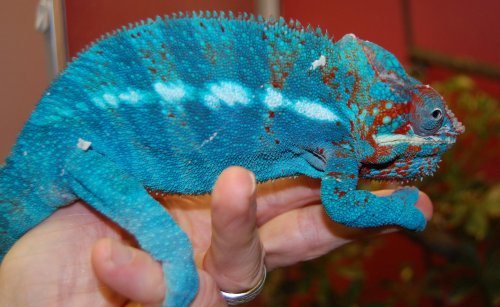 cham sale 025.jpg