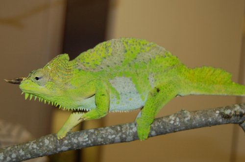 cham sale 021.jpg