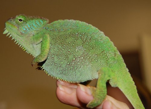 cham sale 015.jpg