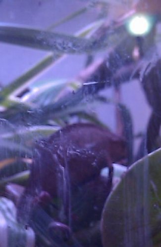 20110710 cham 1a.jpg