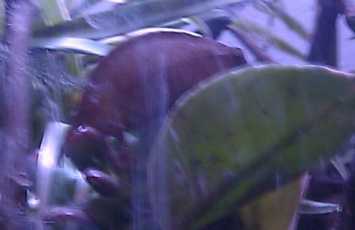 20110710 cham 1b.jpg