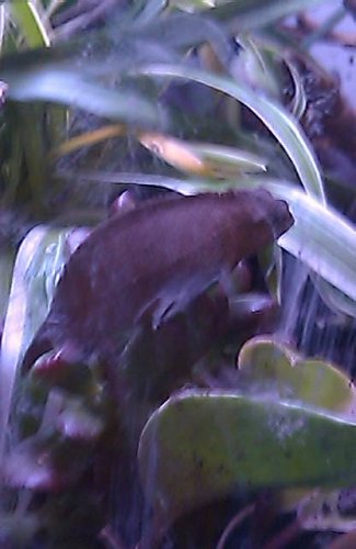 20110710 cham 1c.jpg