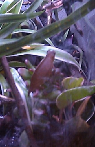 20110710 cham 1d.jpg