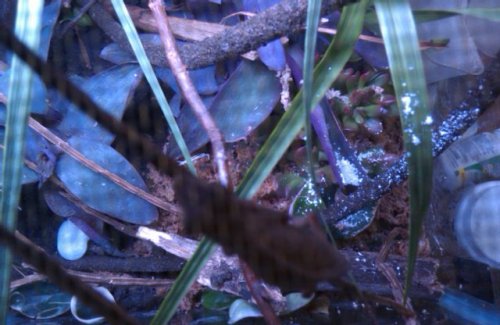 20110710 cham 2a.jpg