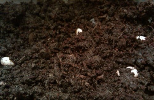 20110710 eggs laid.jpg