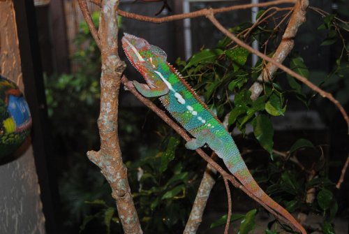 DSC_0104.jpg