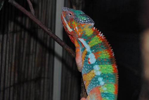 DSC_0438.jpg