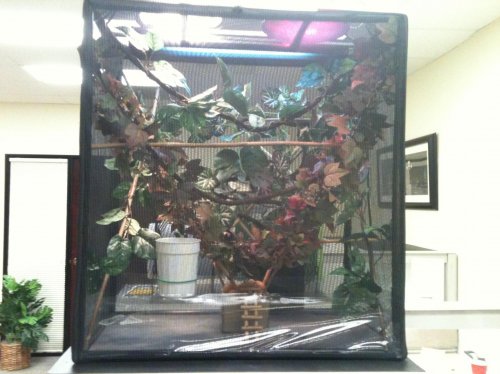 Yoda's home 1.jpg