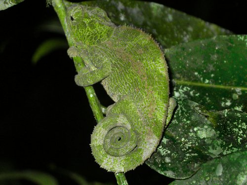 Parson's Chameleon.jpg