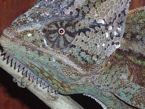 more cham pics 018.jpg