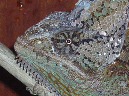 more cham pics 020.jpg