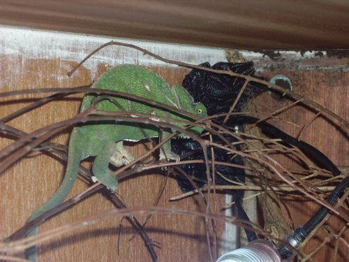 more cham pics 010.jpg