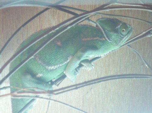more cham pics 007.jpg