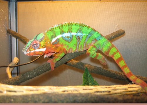 male ambilobe sire.jpg