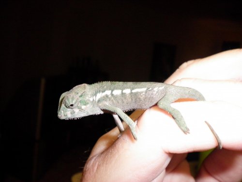 updated pics 013.jpg