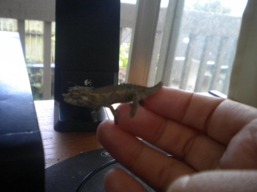 Godzilla Walking.jpg