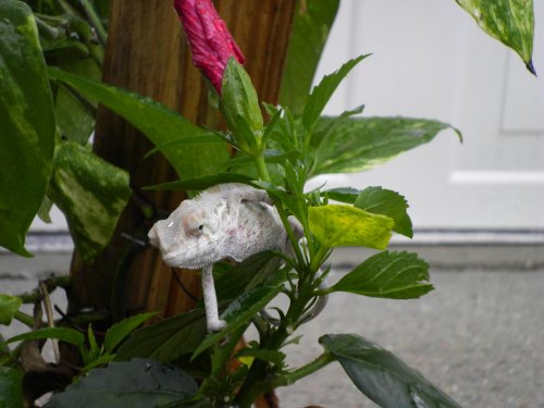 July30 2011 pics 001.jpg